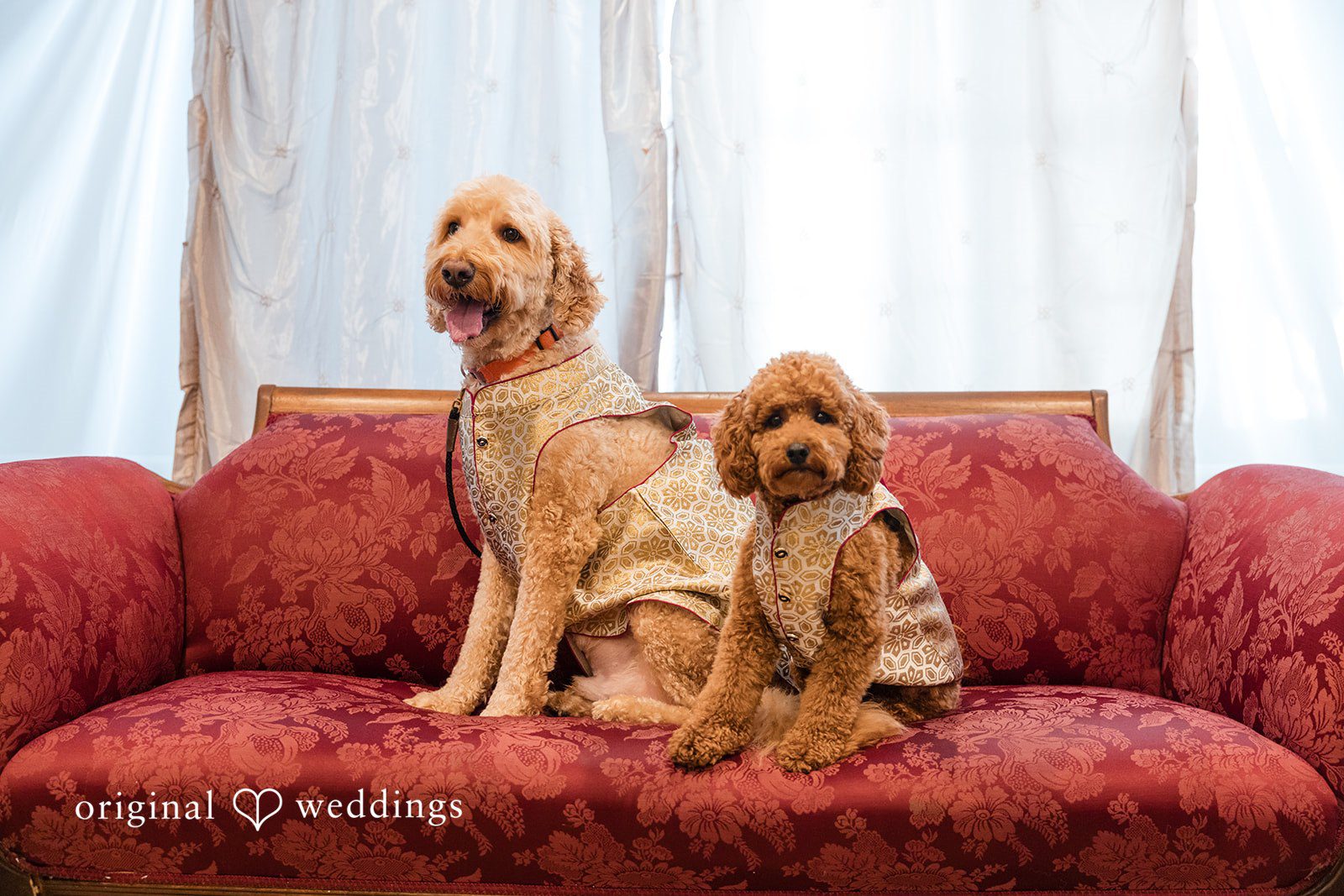 Taylor + Yash Cute fluffy dogs seated on sofa