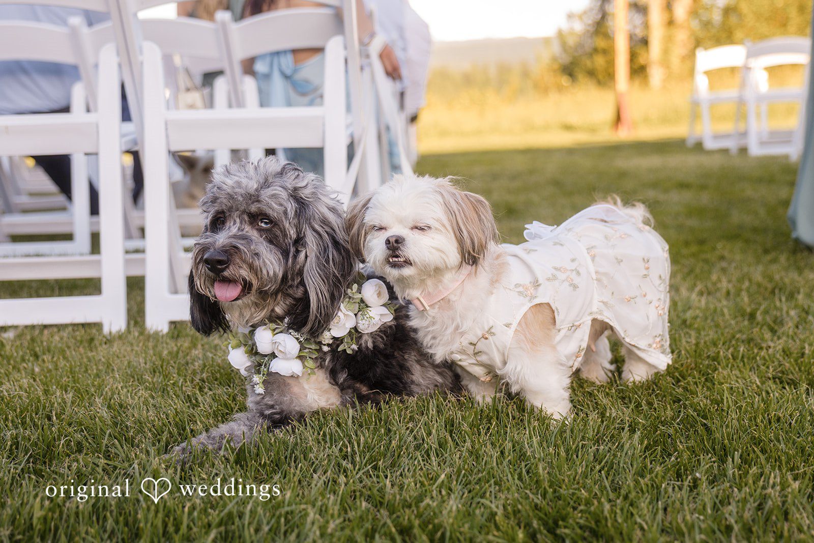 Couple’s dog joining the wedding celebration