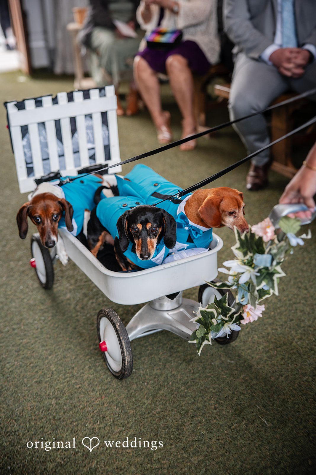 Beloved wedding dog featured in a charming portrait before the ceremony