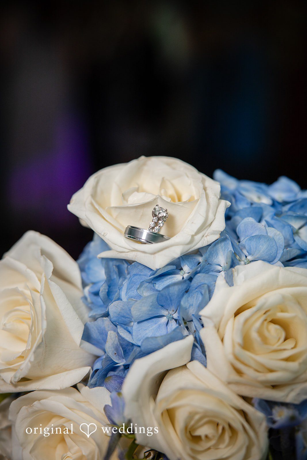 Wedding bands resting on a rose for a romantic ring detail shot