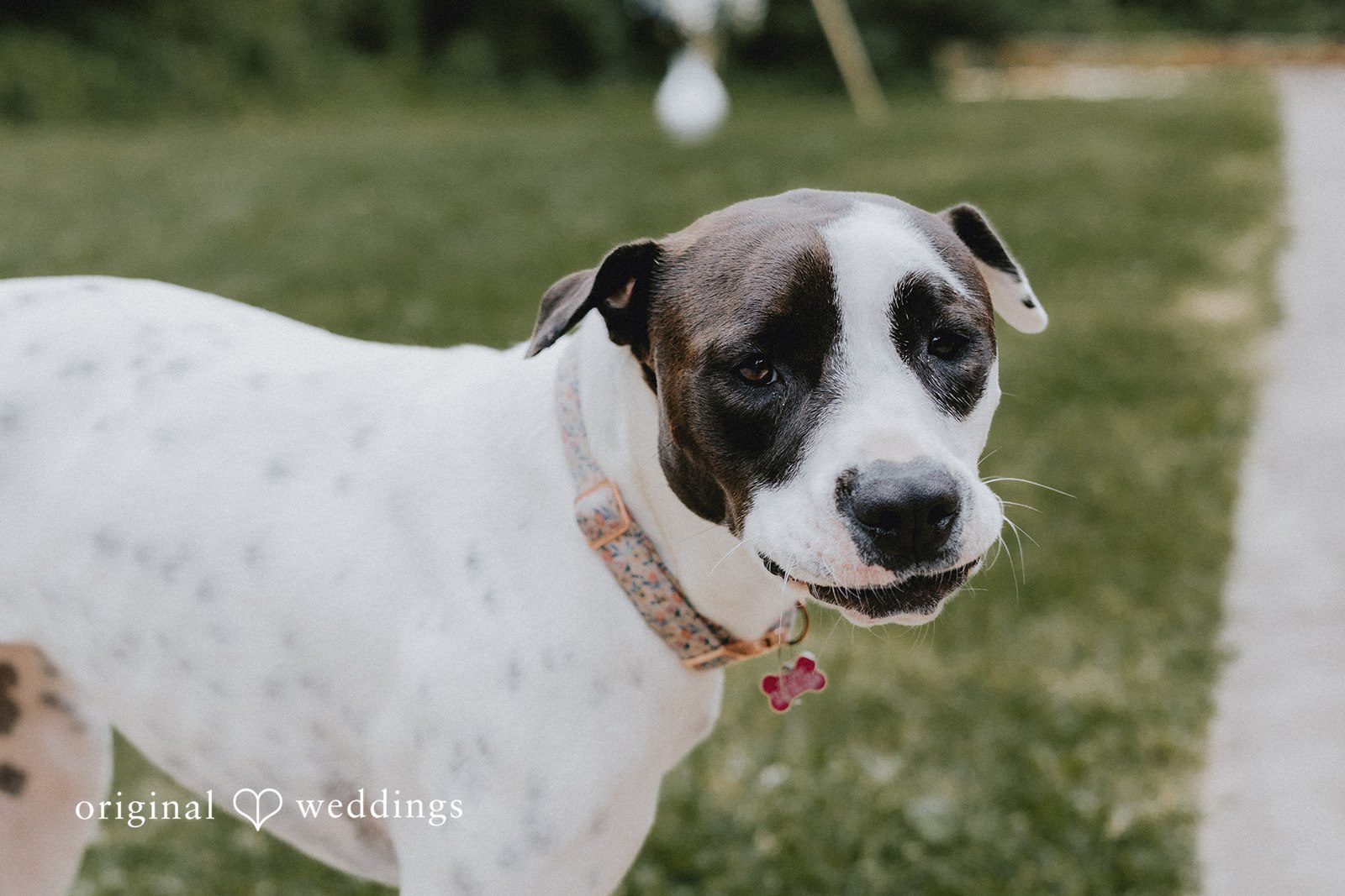 Cute pet dog captured by Cincinnati Wedding Photographers