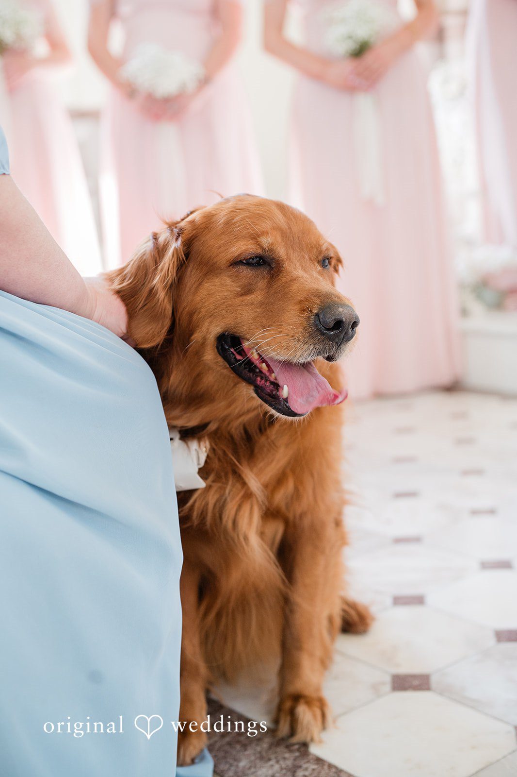 The couple’s dog attending the wedding celebration