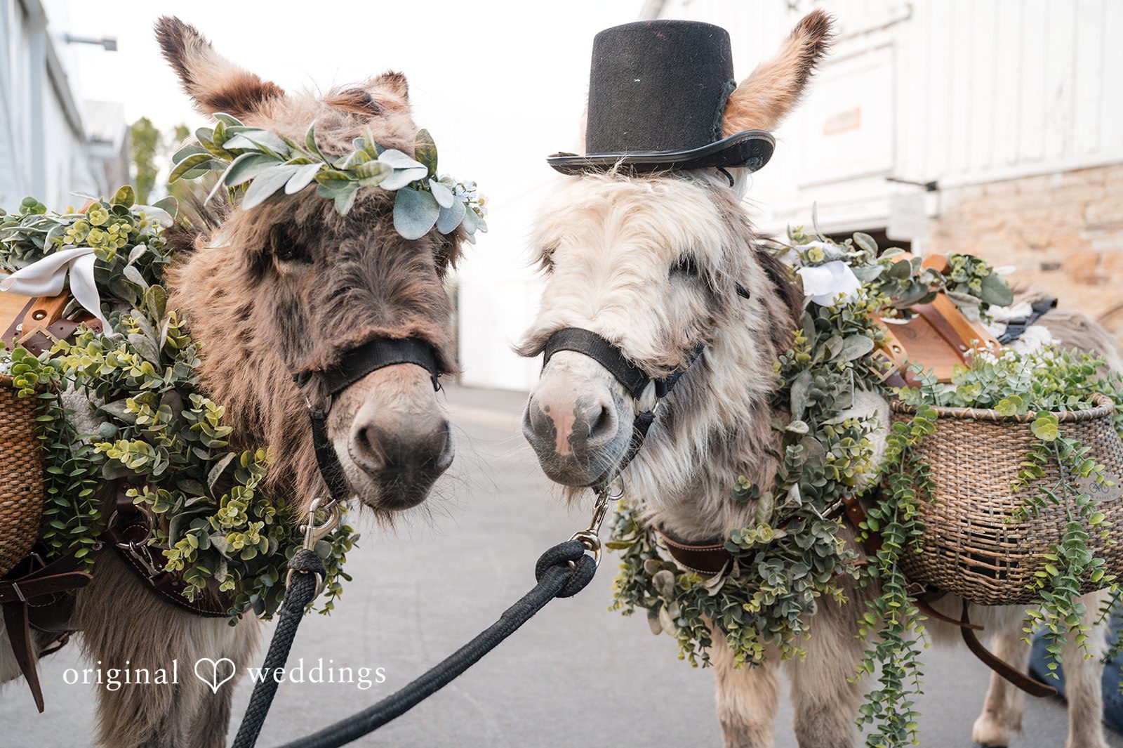 Hannah + Kyle Lovely animals got decorated for the wedding