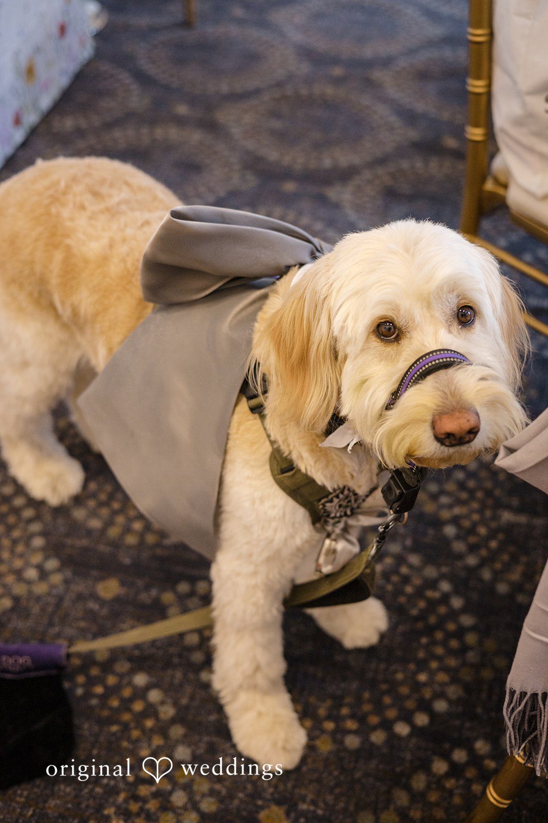 Cute dog wearing gray wedding accessory at The Waterview