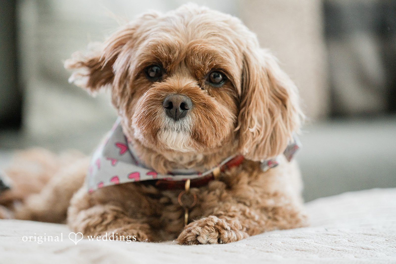 Adorable puppy picture at Chicago Backyard