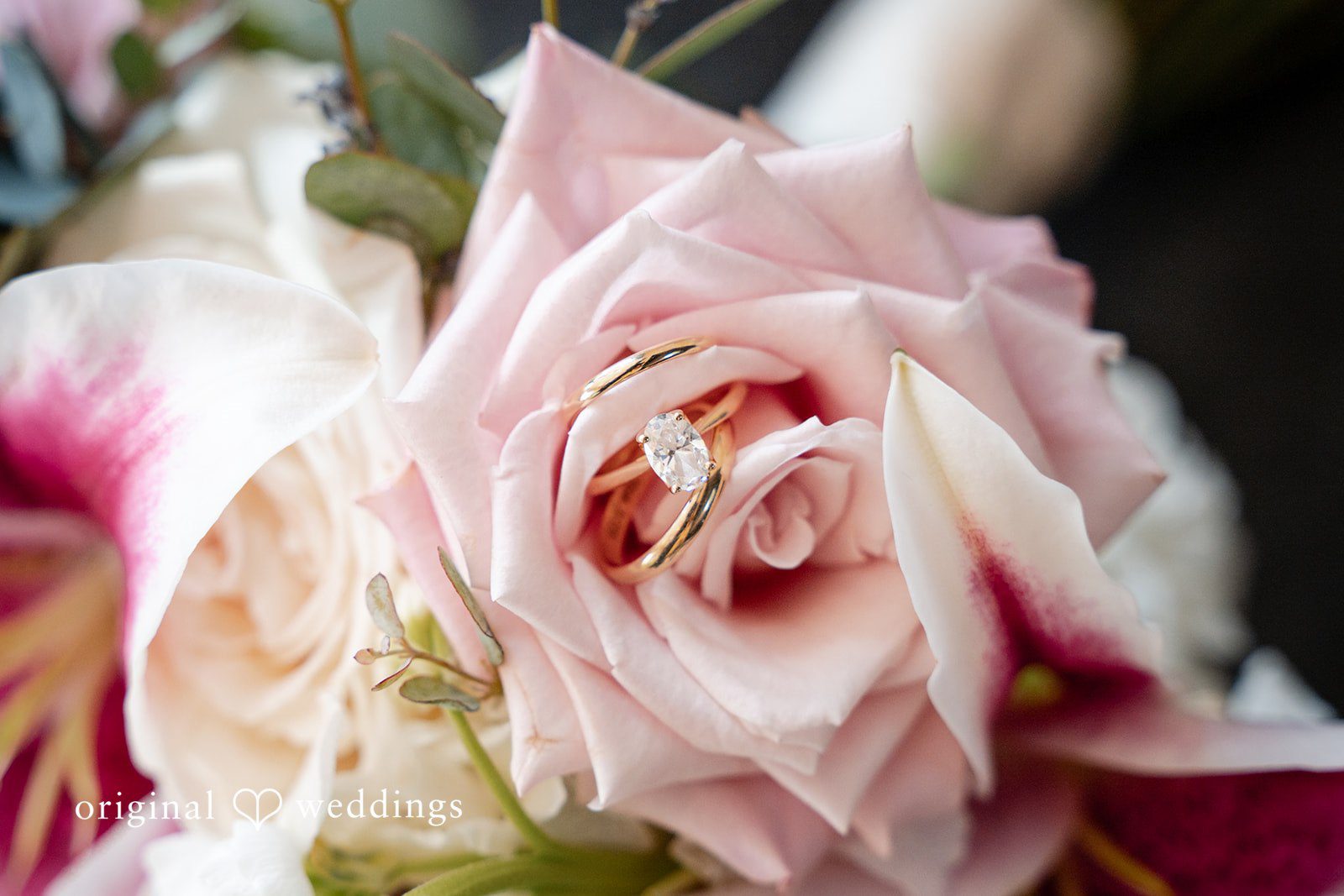Aislyn + Alex Close-up shot of a light pink rose blooming in soft lighting.