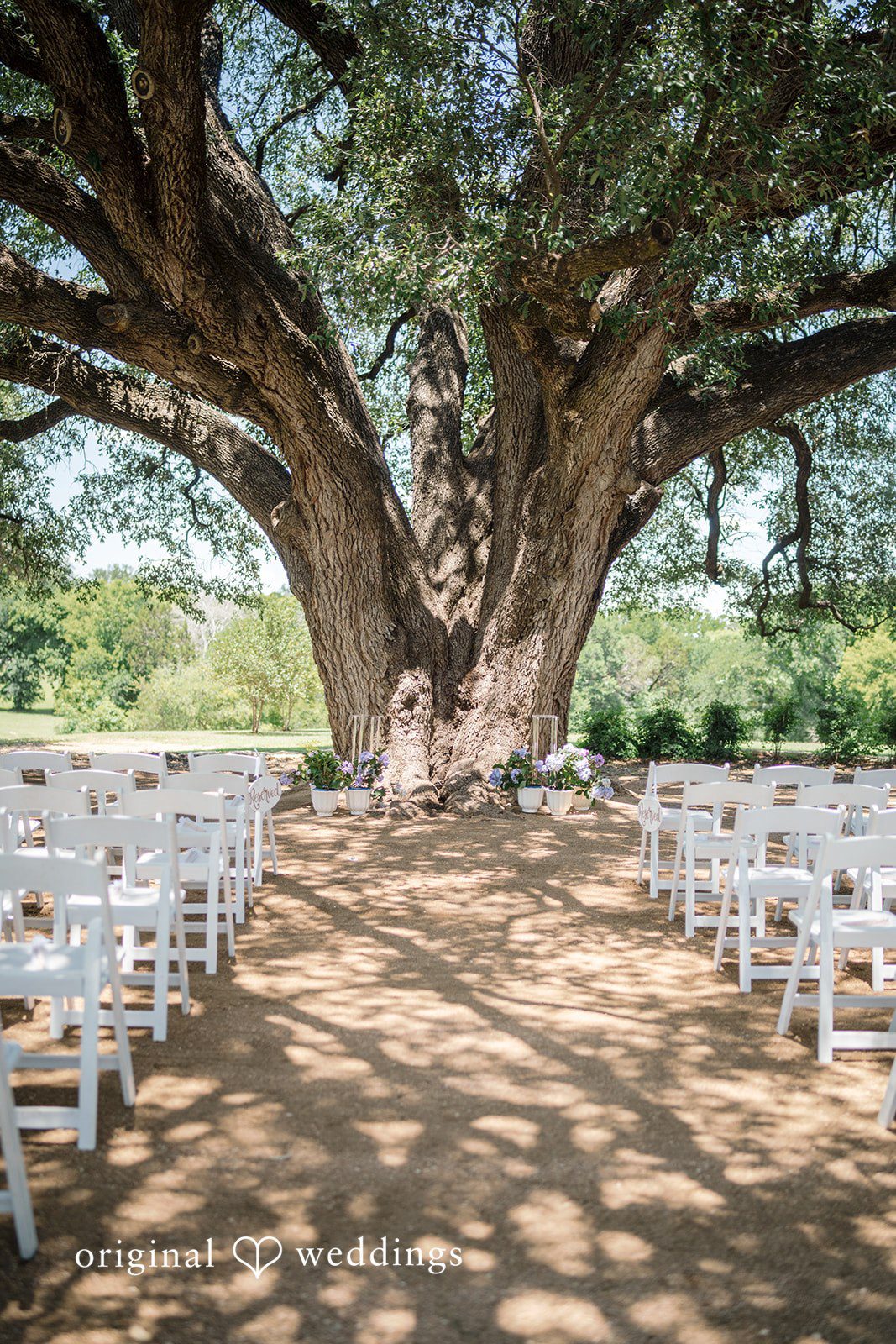 Morgan + Luke Empty rows of wedding chairs face a large tree at an ceremony venue.