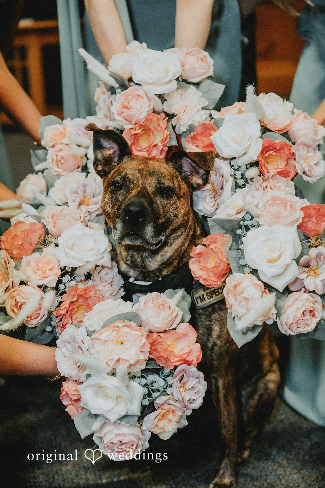 Kevin + Brooke Cute pet dog posing with flowers around the neck