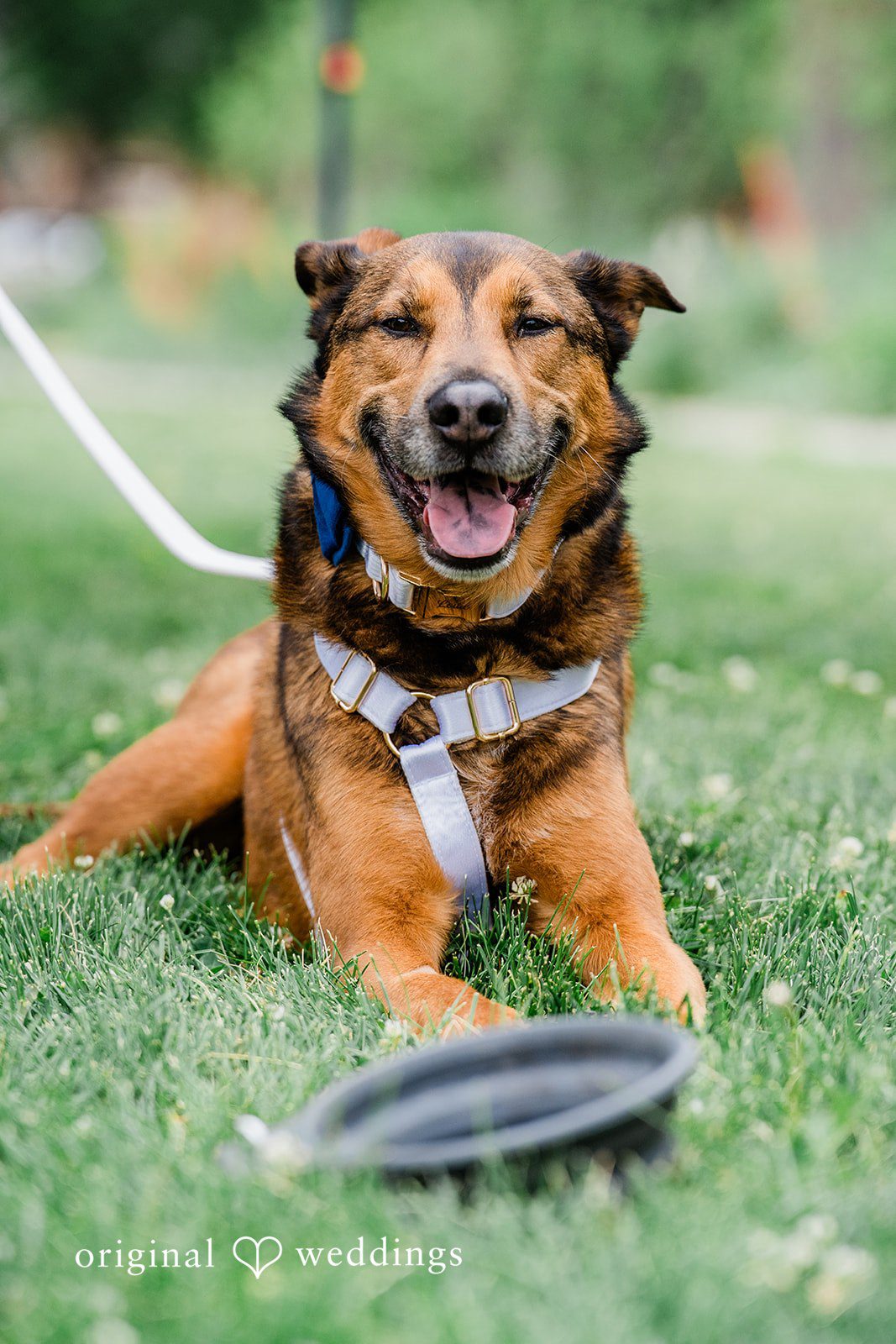 Sophia + Miles A smiling brown dog with a harness lying on the green grass.