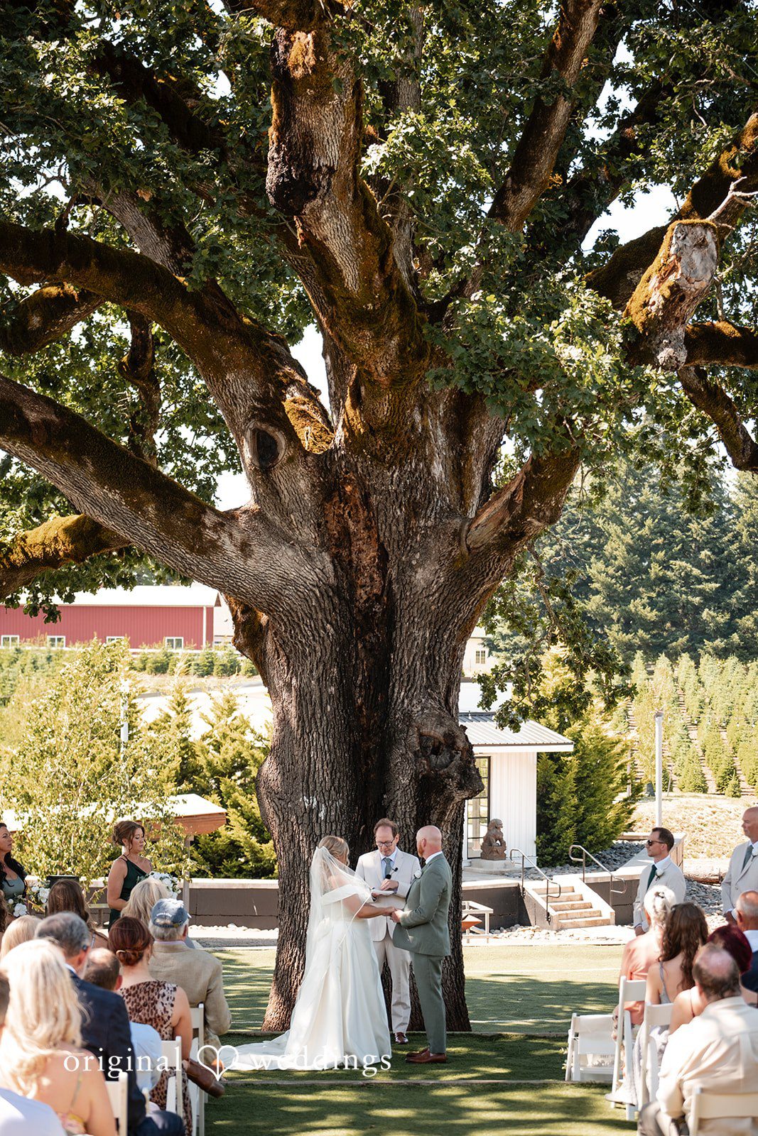 Victoria + Skyler Wedding ceremony taking place under a massive, wide-spreading tree.