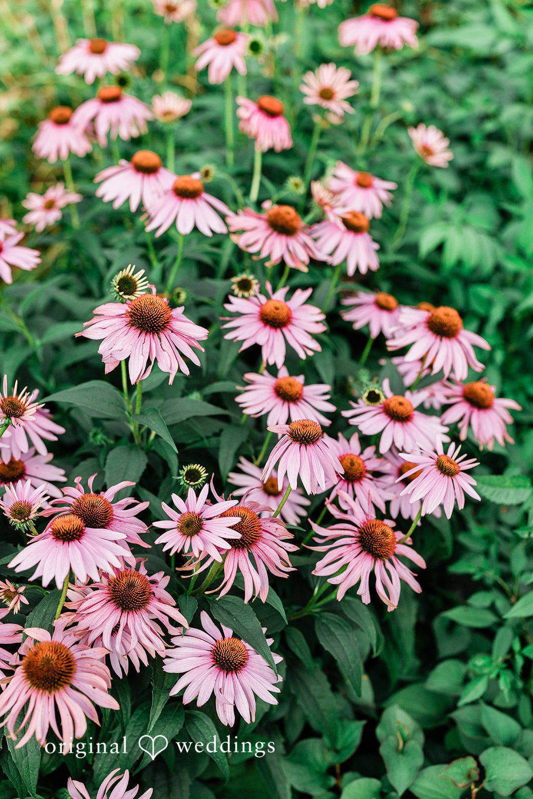 Sara + Jack A close-up view of pink coneflower blossoms filling the entire frame.