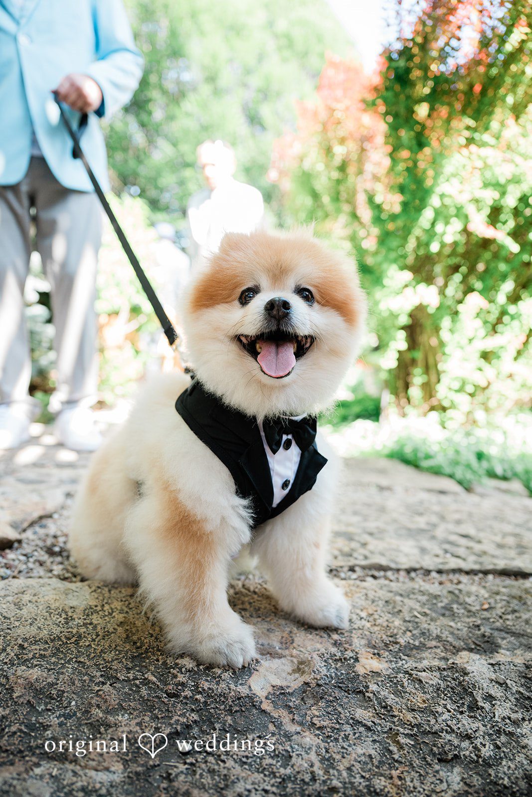Lauren + Brinton A fluffy brown Pomeranian dog wearing a black tuxedo collar on a walkway.