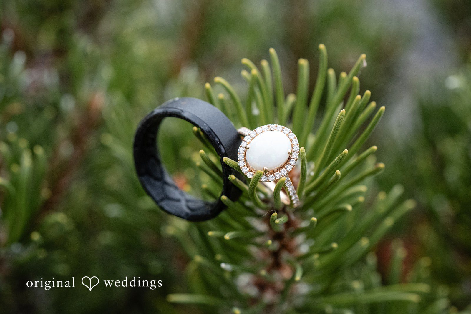 Kayla + Dillon A close-up shot of two wedding rings resting on a green pine branch.