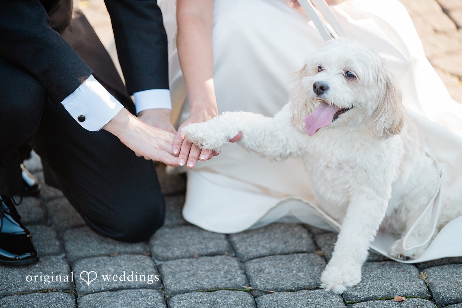 Julia + Camden A person holds the leash of a fluffy white dog wearing a bow tie.