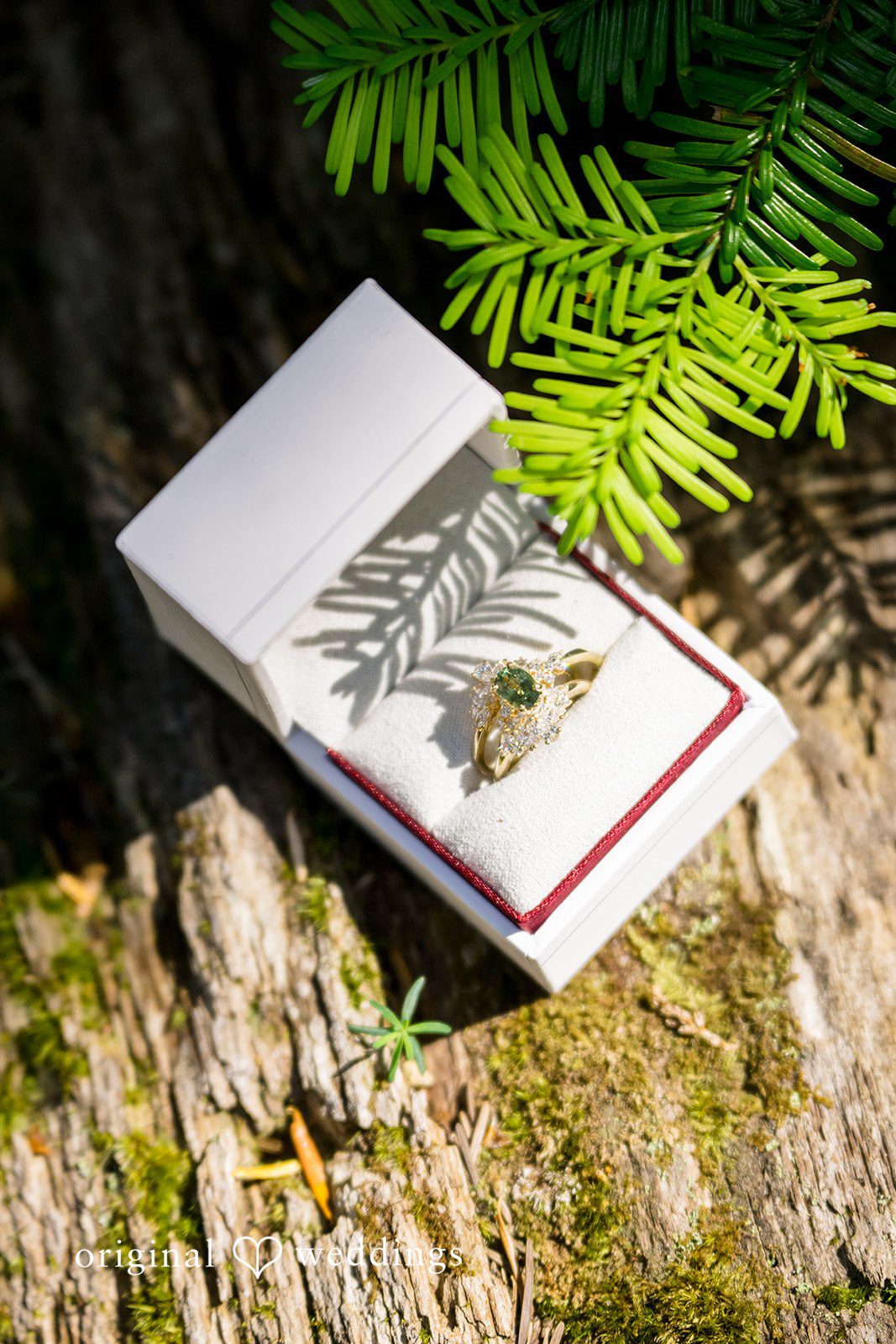 Abigail + Reece A wedding guest book featuring a botanical illustration on a wooden surface.