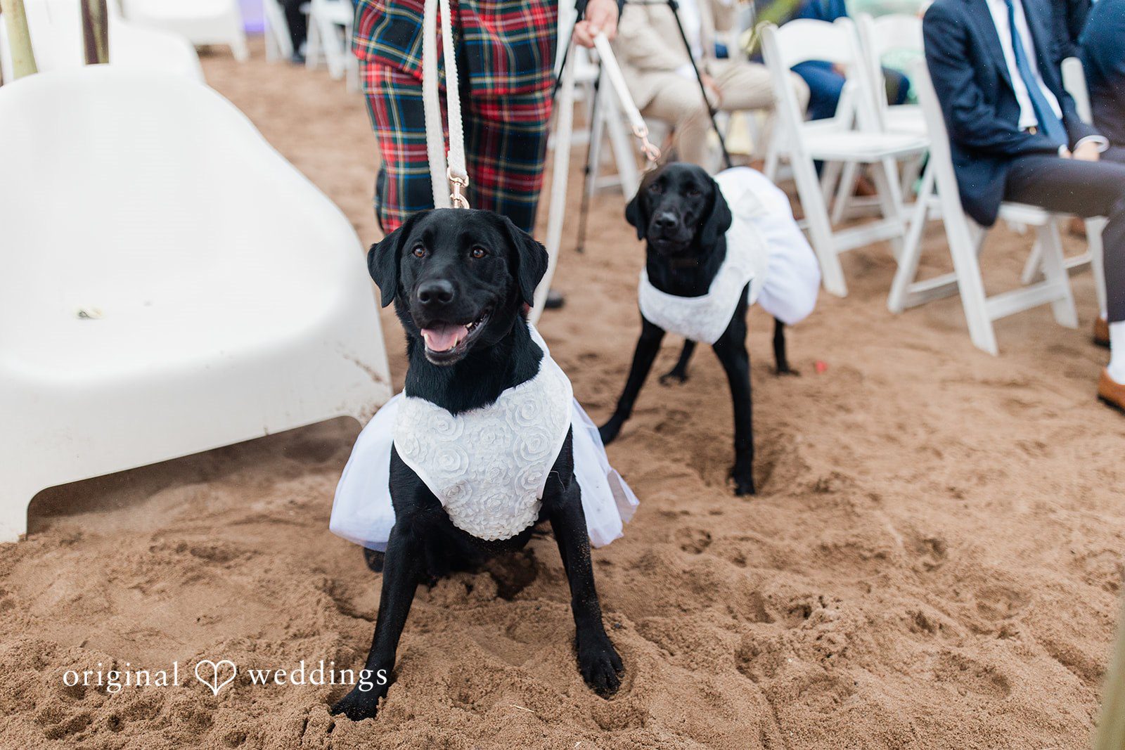 Jackie + Will Two dogs dressed in tuxedos at the ceremony