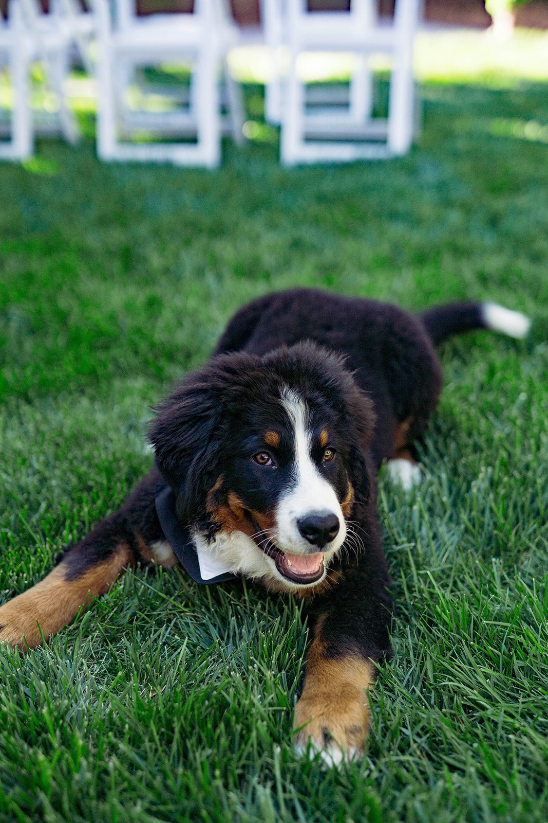 Bernese puppy relaxing on the lawn