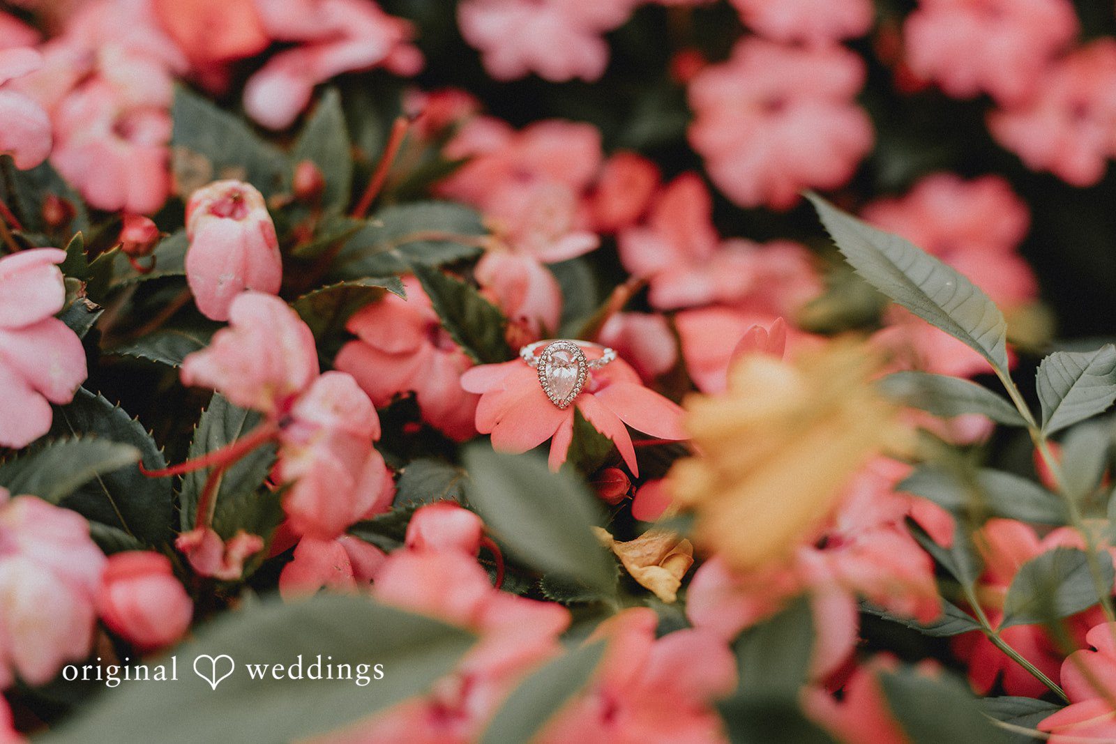 Nikki + Kevin Denver Botanic Gardens Engagement | Nikki & Kevin -