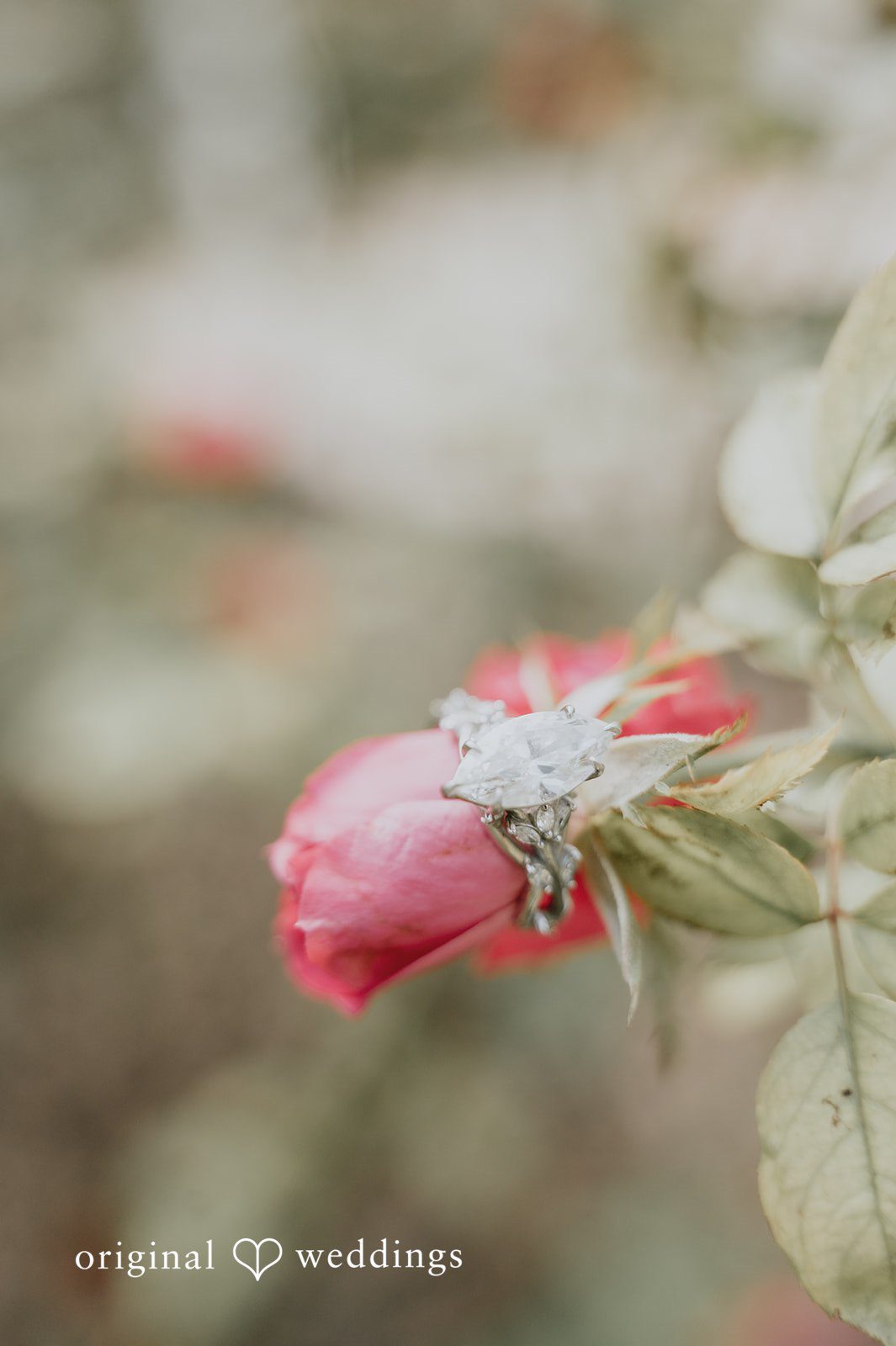Larissa + Harley Pink flower detail in the garden at Eureka Springs Conservation Park