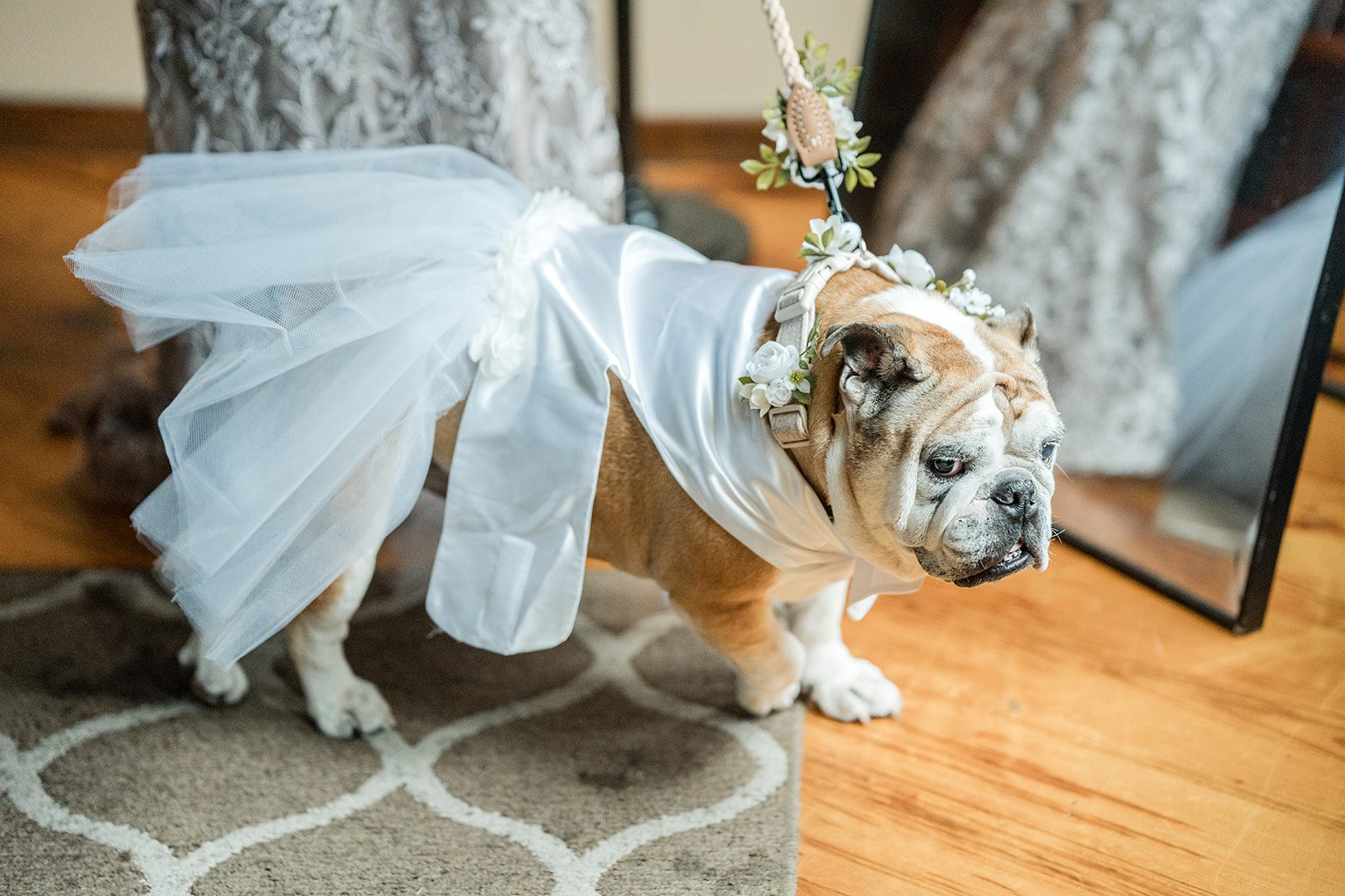 Family dog wearing a tulle veil