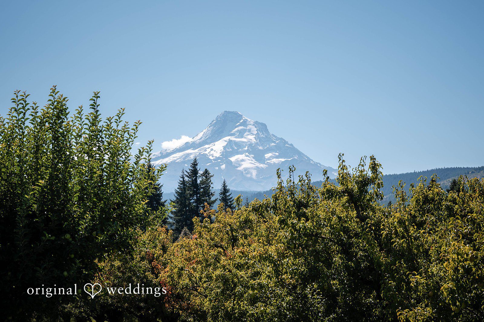 Mount Hood rising above the orchard at Mt View Orchards