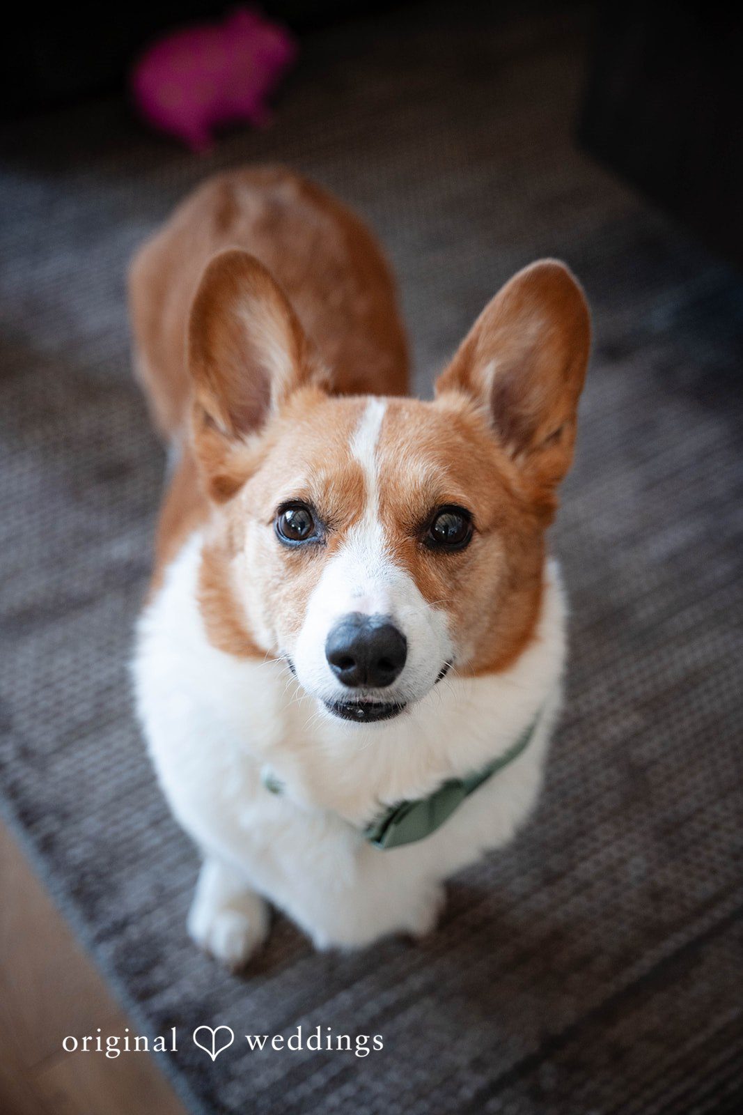 Corgi wearing a little bow tie