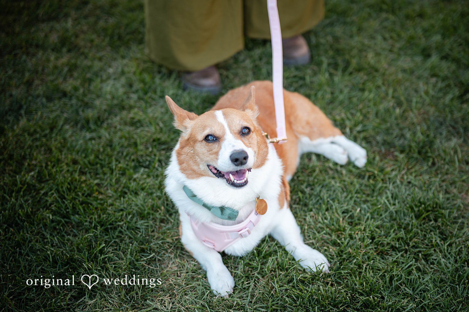 Corgi relaxing on the grass