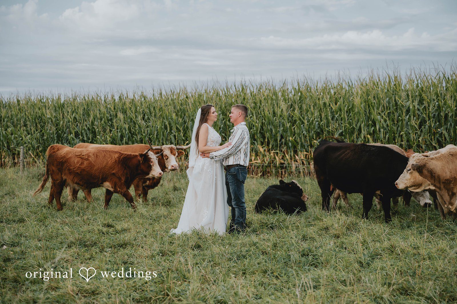 Couple among the cattle