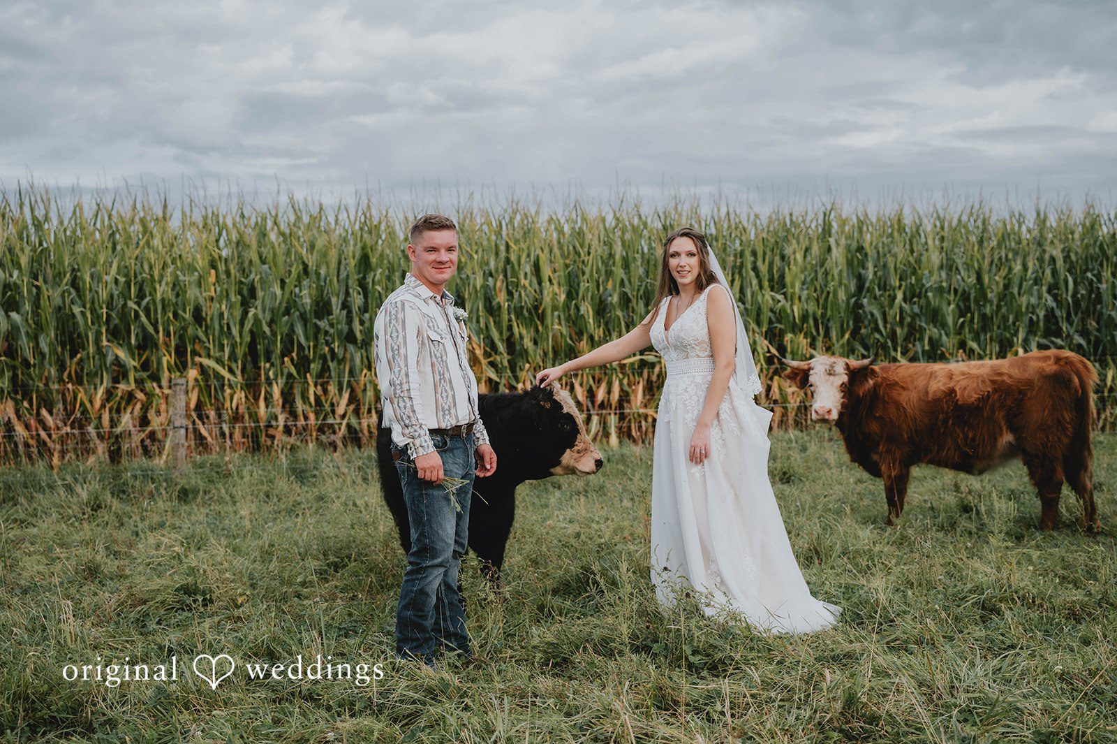 Couple with cows in the cornfield