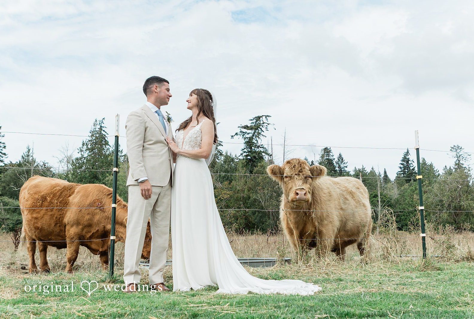 Rachel and Matt with highland cows, captured by Seattle wedding photographers from Original Weddings at Wisteria Gardens